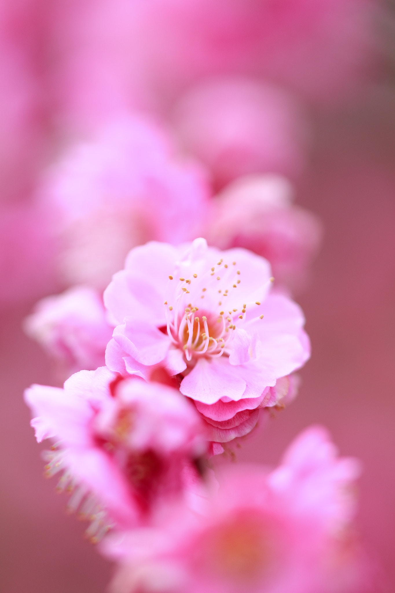 Canon EOS 700D (EOS Rebel T5i / EOS Kiss X7i) + Canon EF 100mm F2.8L Macro IS USM sample photo. Signs of spring photography