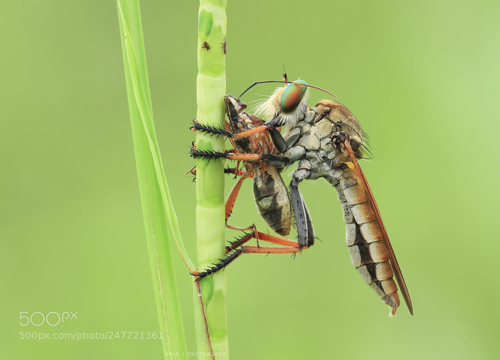 Canon EOS 7D sample photo. Robberfly photography
