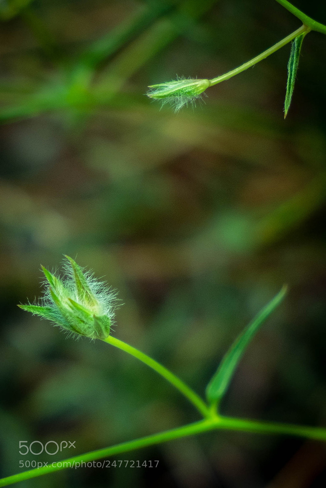 Fujifilm X-E1 sample photo. Green photography
