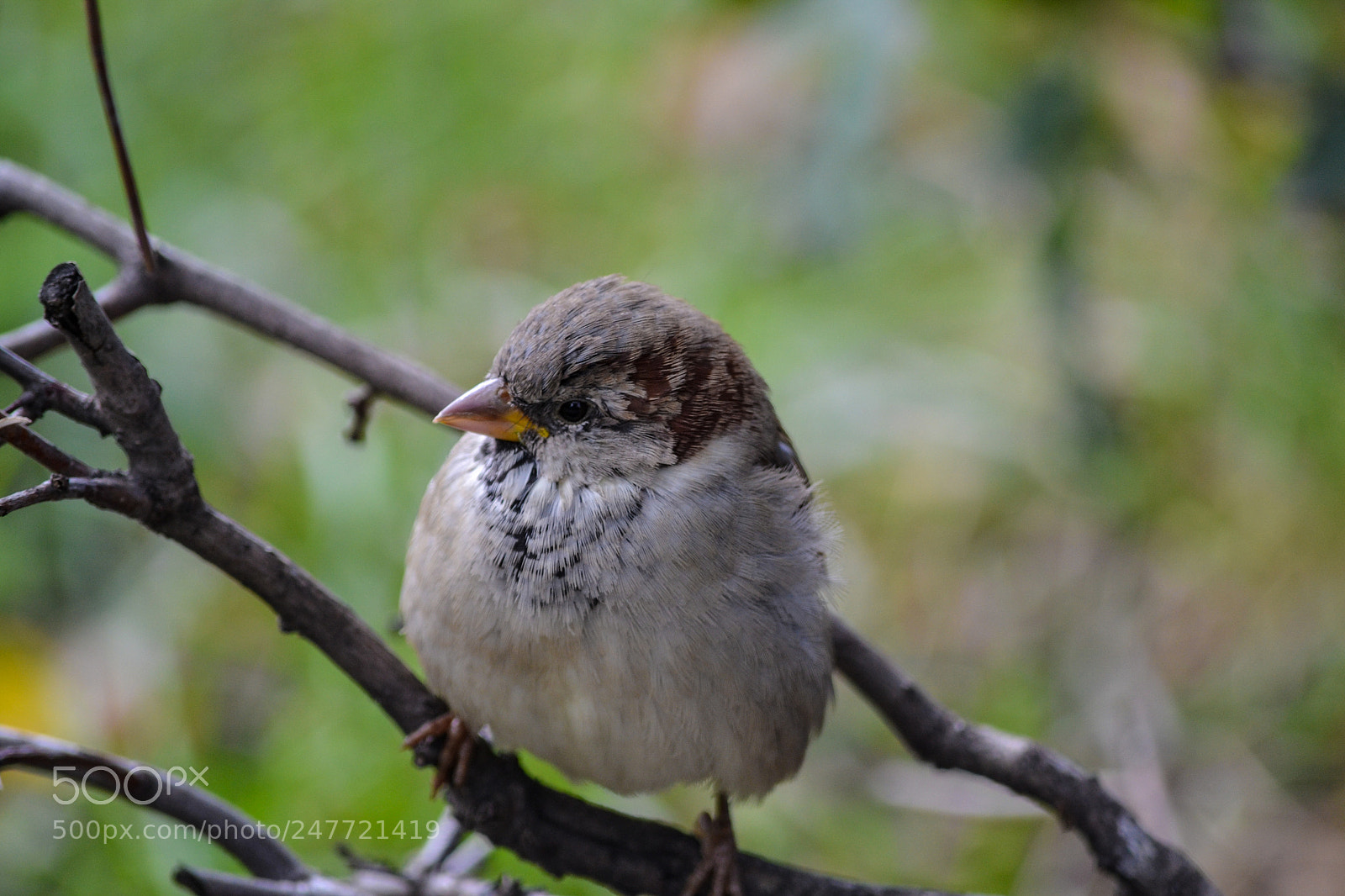 Nikon D3100 sample photo. Mr. sparrow photography