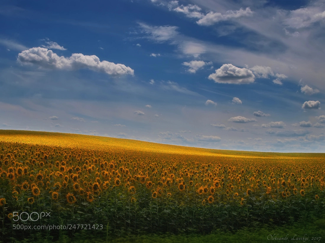 Olympus E-3 sample photo. Sunflowers photography
