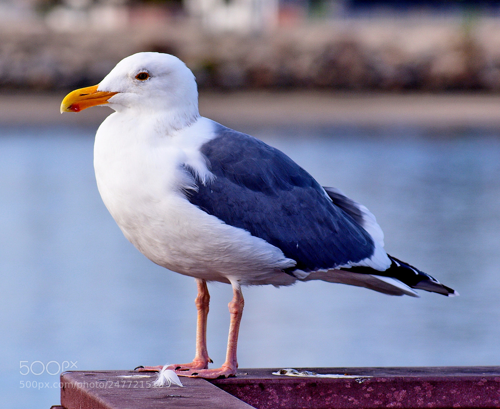 Nikon D7200 sample photo. A seagull watching the photography