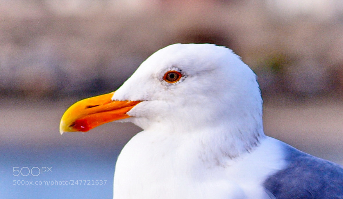 Nikon D7200 sample photo. Portrait of seagull watching photography