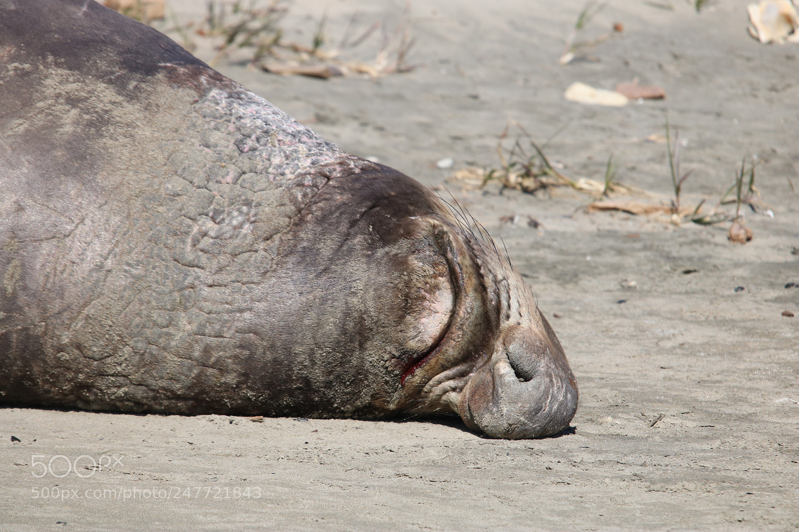 Canon EOS 750D (EOS Rebel T6i / EOS Kiss X8i) sample photo. Snout and about! photography