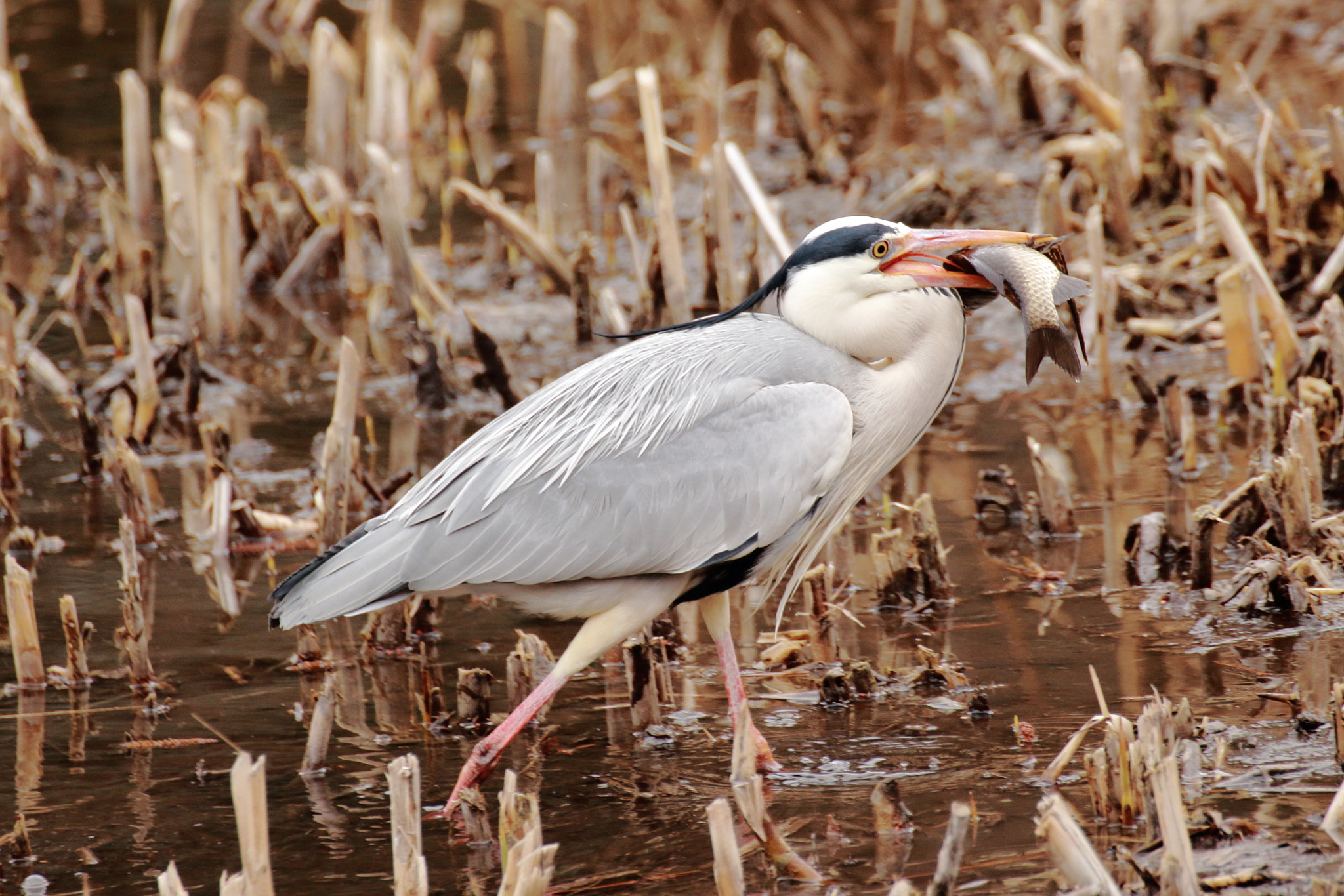 Tamron SP 70-300mm F4-5.6 Di VC USD sample photo. Too big to eat ? photography