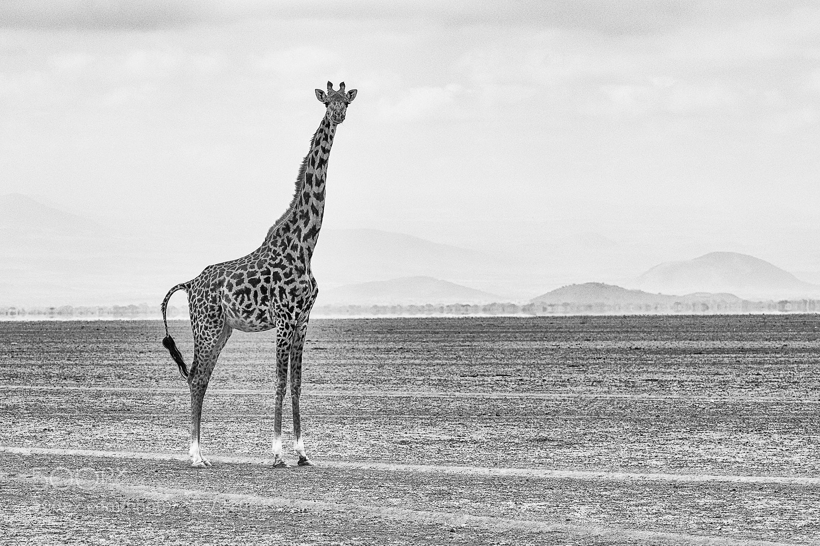 Nikon D850 sample photo. Young giraffe photography
