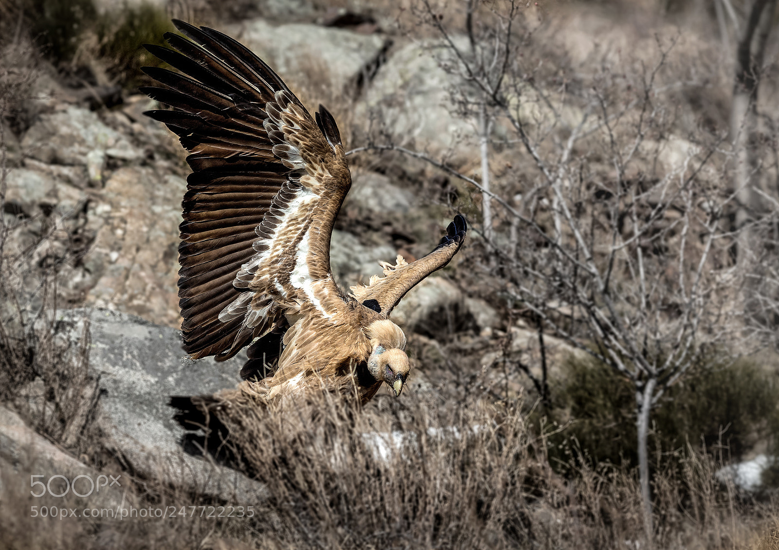 Canon EOS-1D X sample photo. Vautour - france photography
