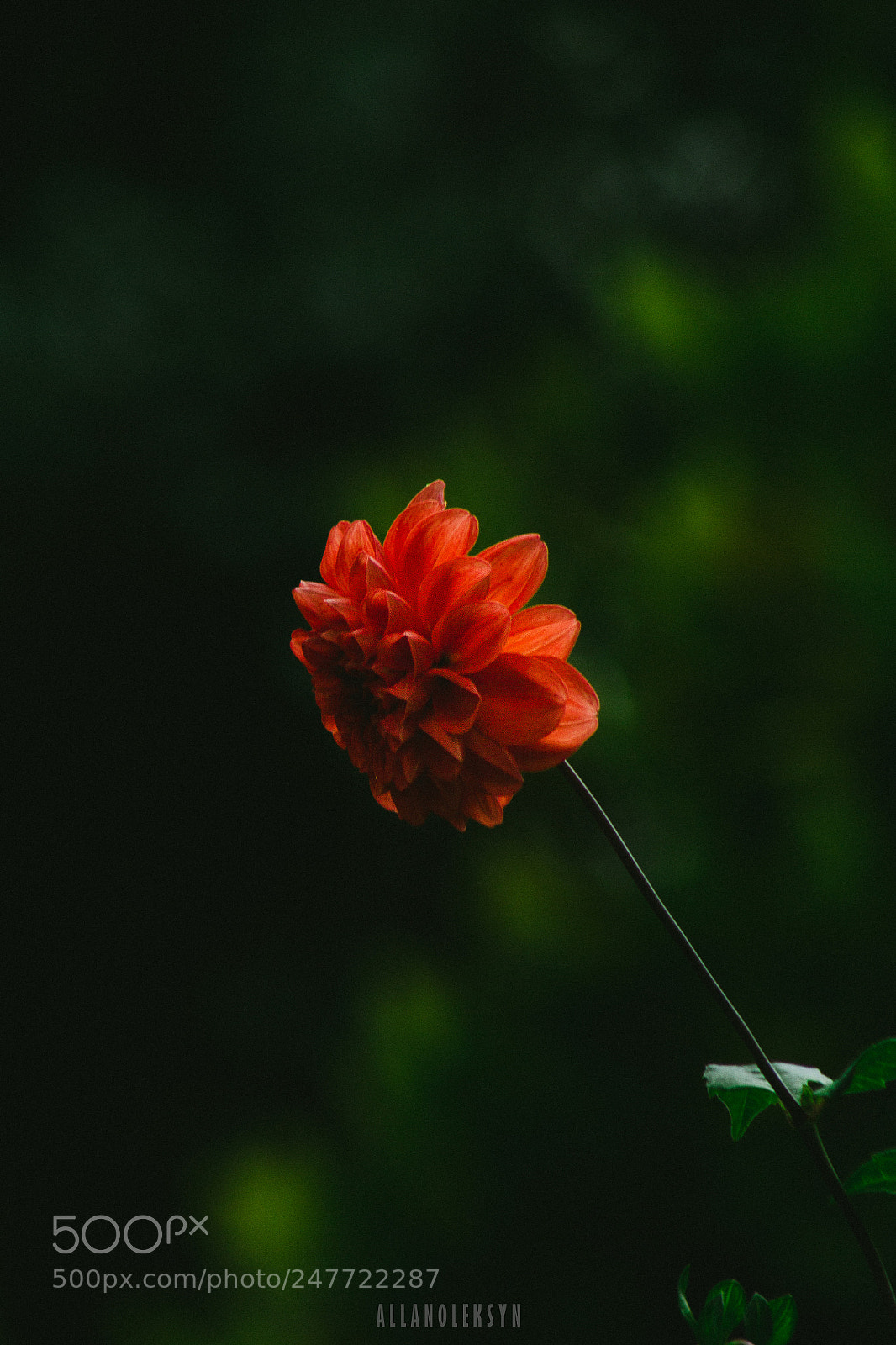 Canon EOS 1200D (EOS Rebel T5 / EOS Kiss X70 / EOS Hi) sample photo. Flowers are flowers photography
