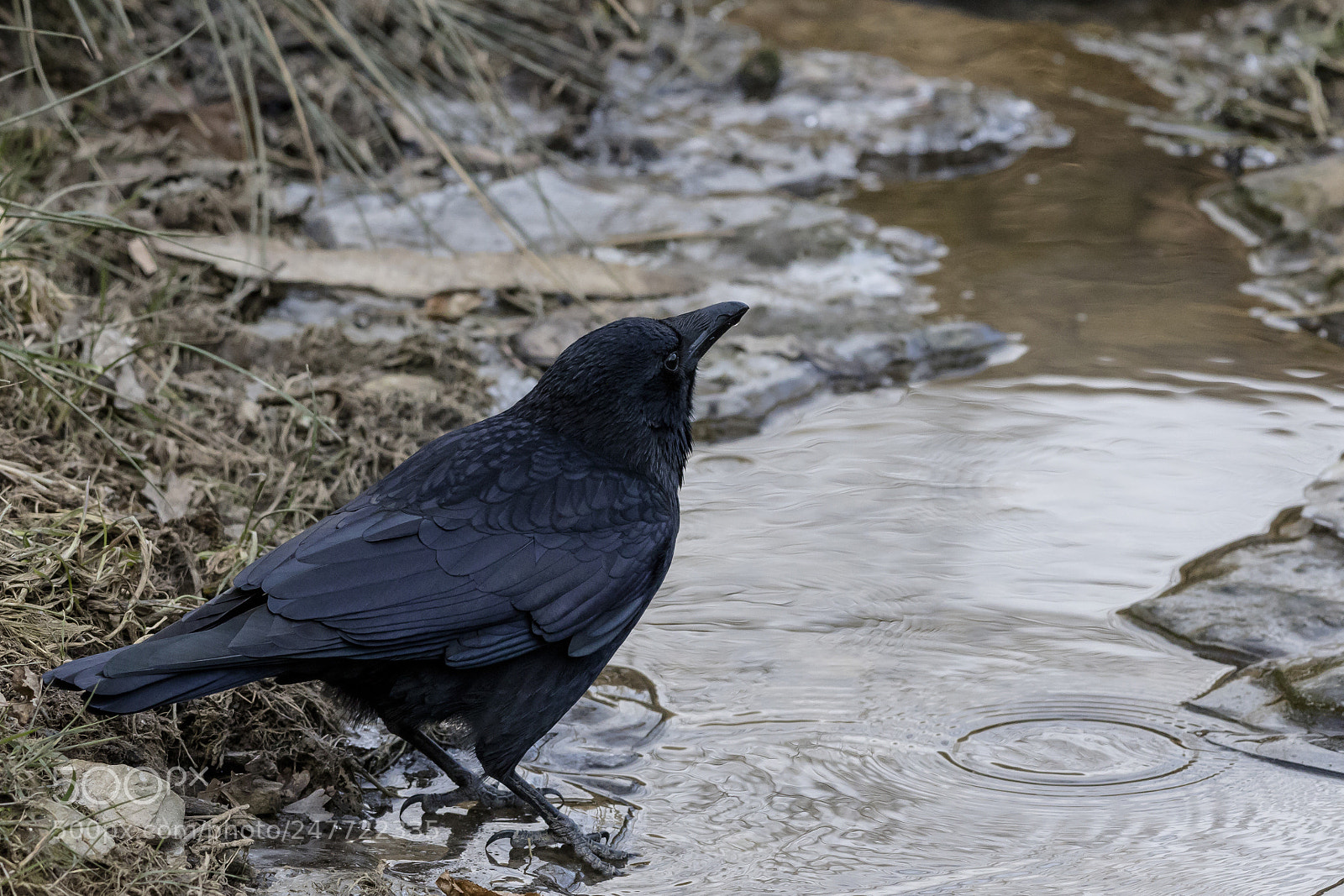 Canon EOS 7D Mark II sample photo. Maitre corbeau photography