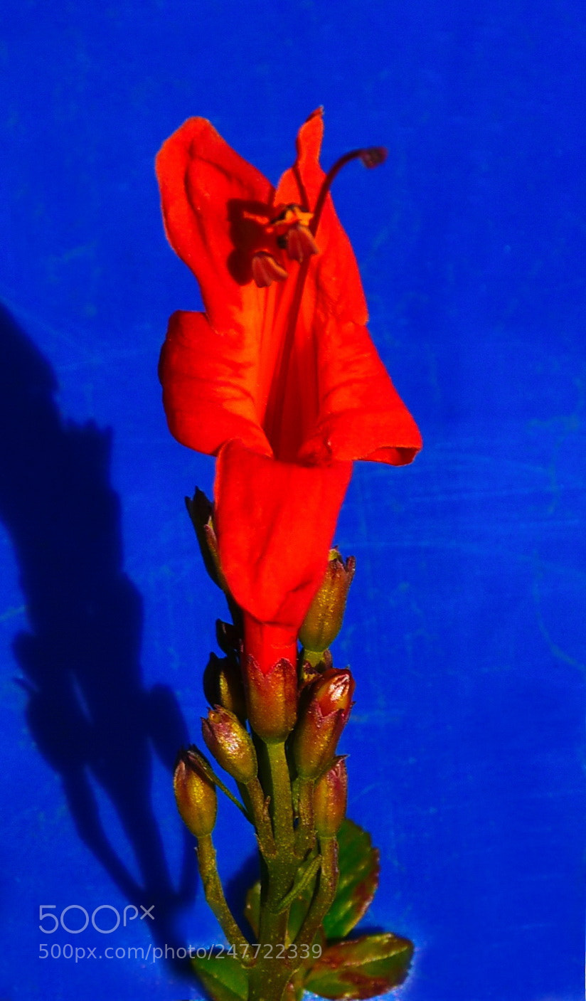 Nikon D7200 sample photo. A red flower photography
