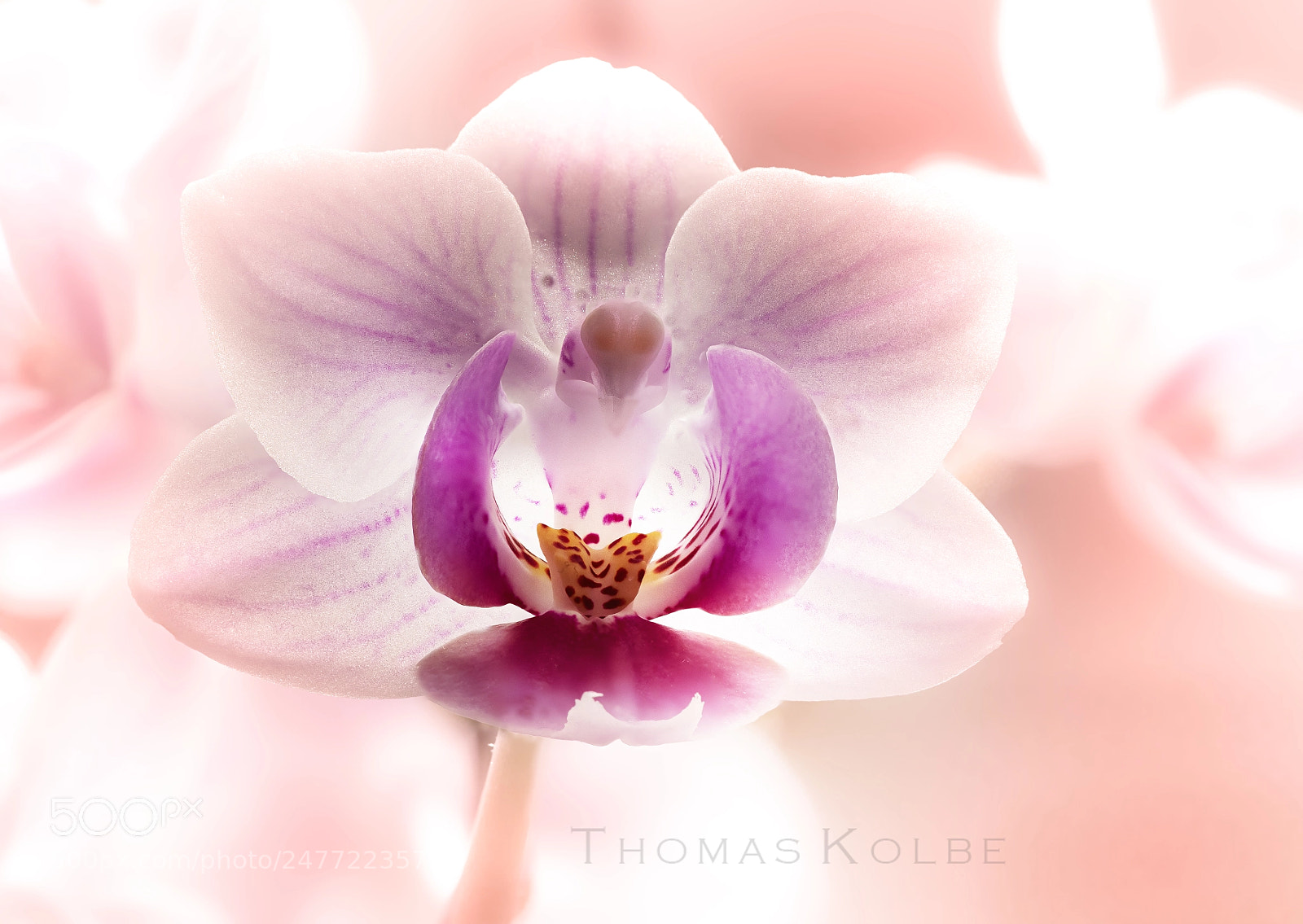 Panasonic Lumix DMC-GX85 (Lumix DMC-GX80 / Lumix DMC-GX7 Mark II) sample photo. Orchidee photography