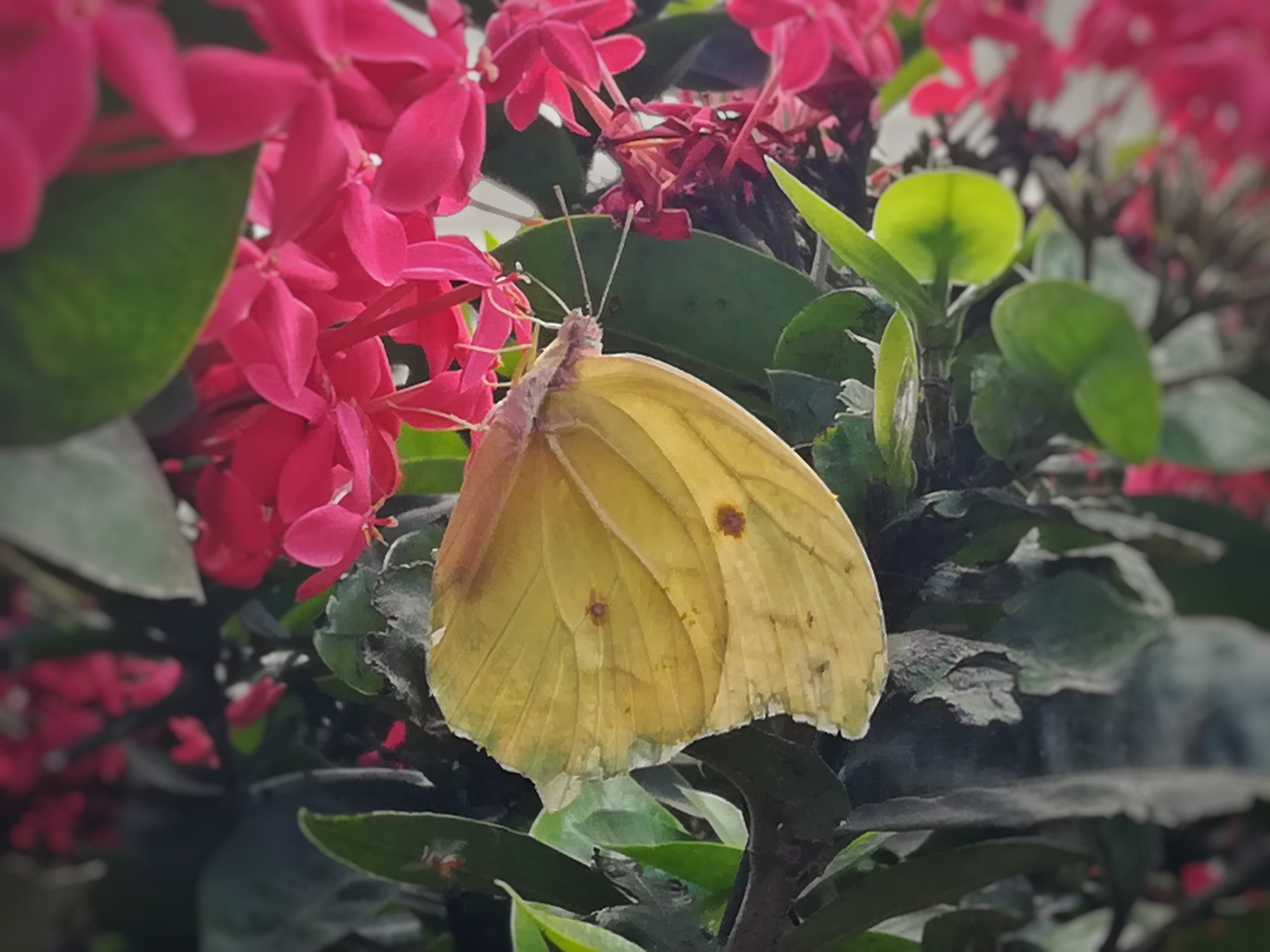 HUAWEI MATE 9 LITE sample photo. Isoras and butterfly photography