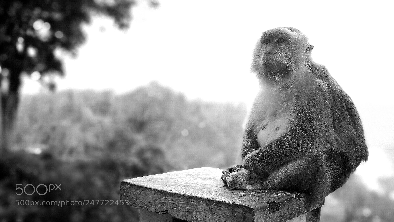HUAWEI P9 sample photo. Monkey photography