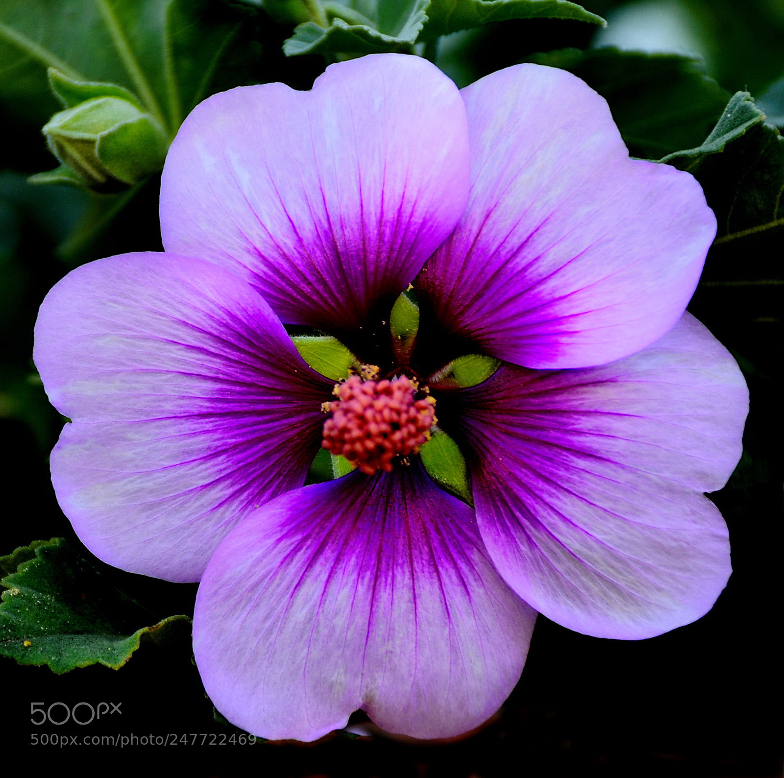 Nikon D7200 sample photo. Purple flower in the photography