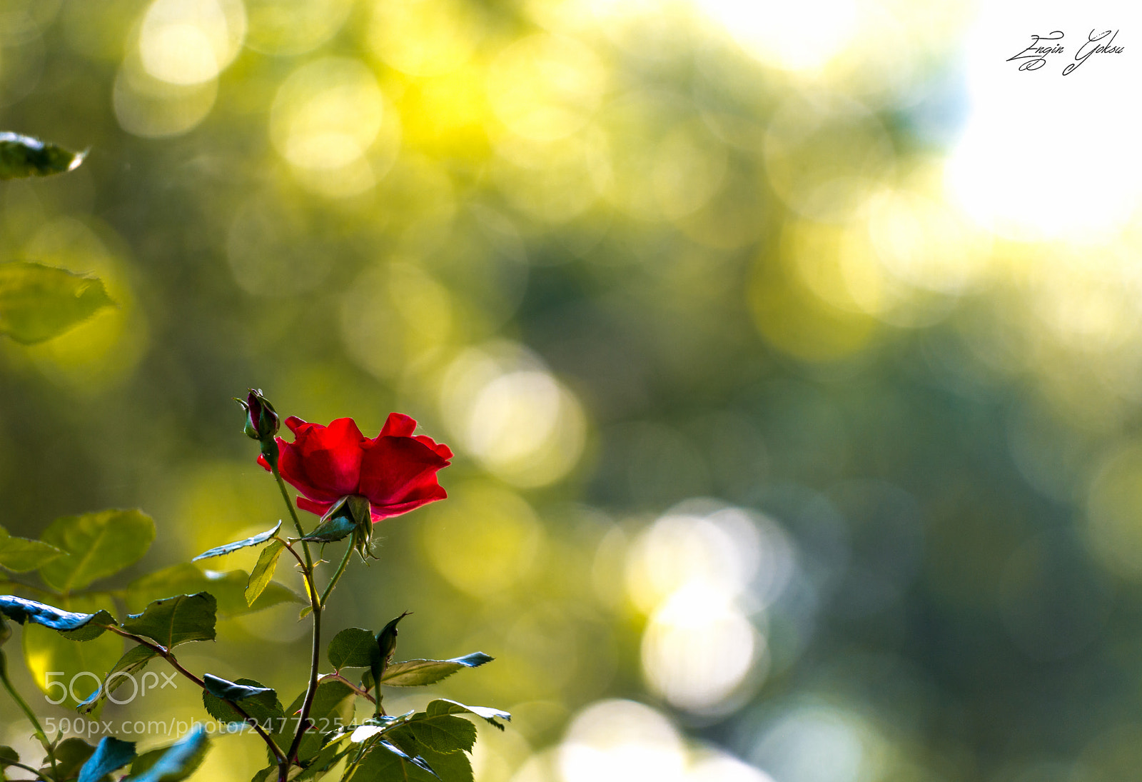 Nikon D7200 sample photo. Untitled photography