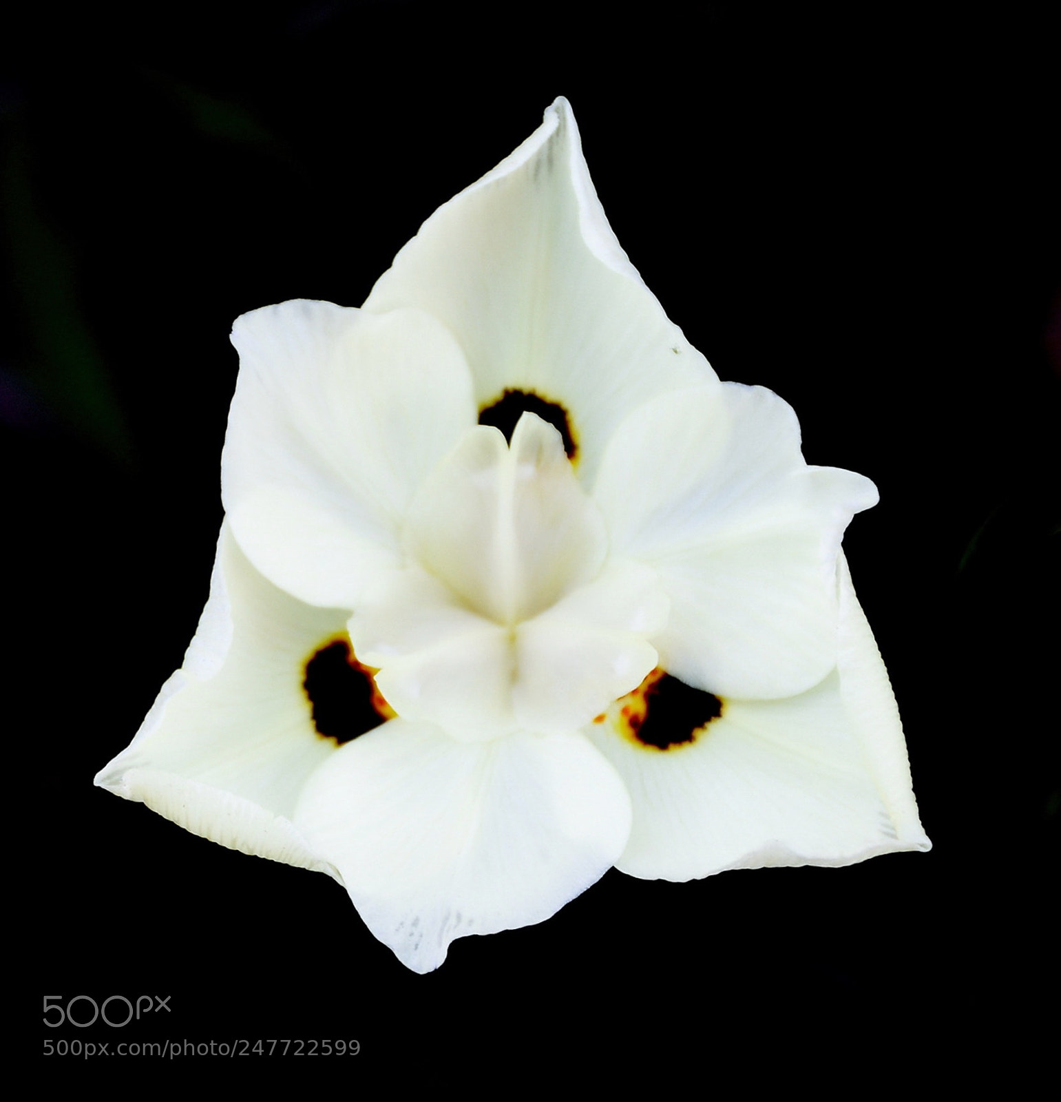 Nikon D7200 sample photo. A white spotted flower photography