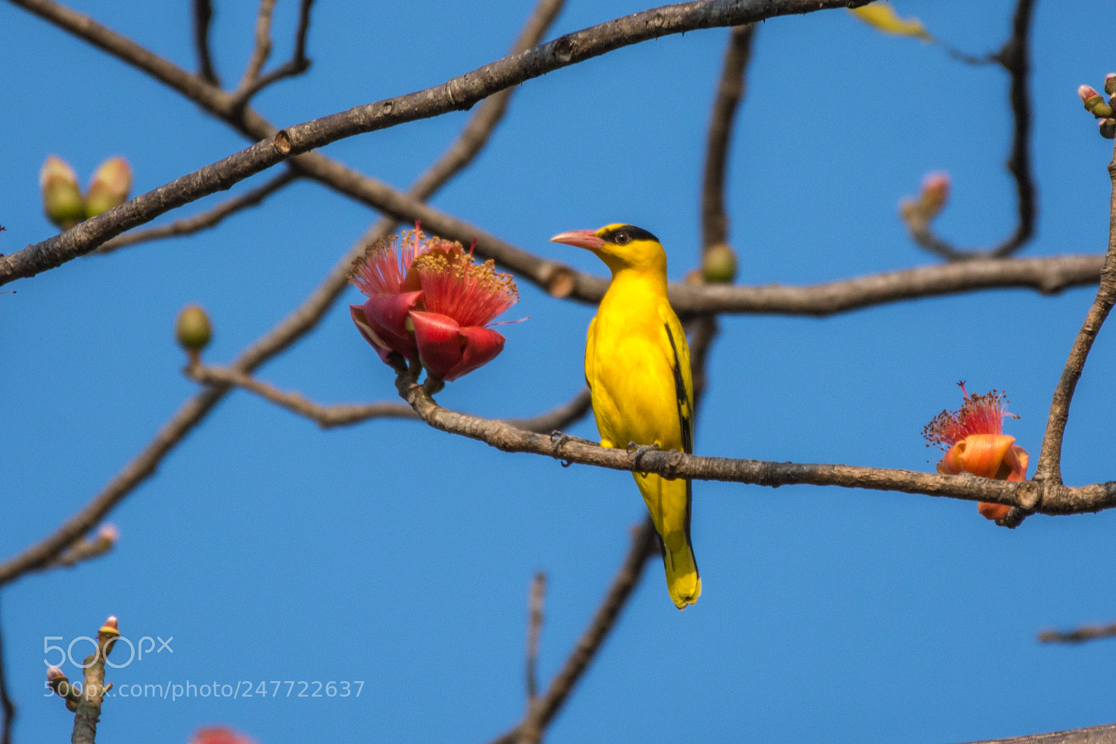 Nikon D7200 sample photo. Black naped oriole (dsc_3072) photography