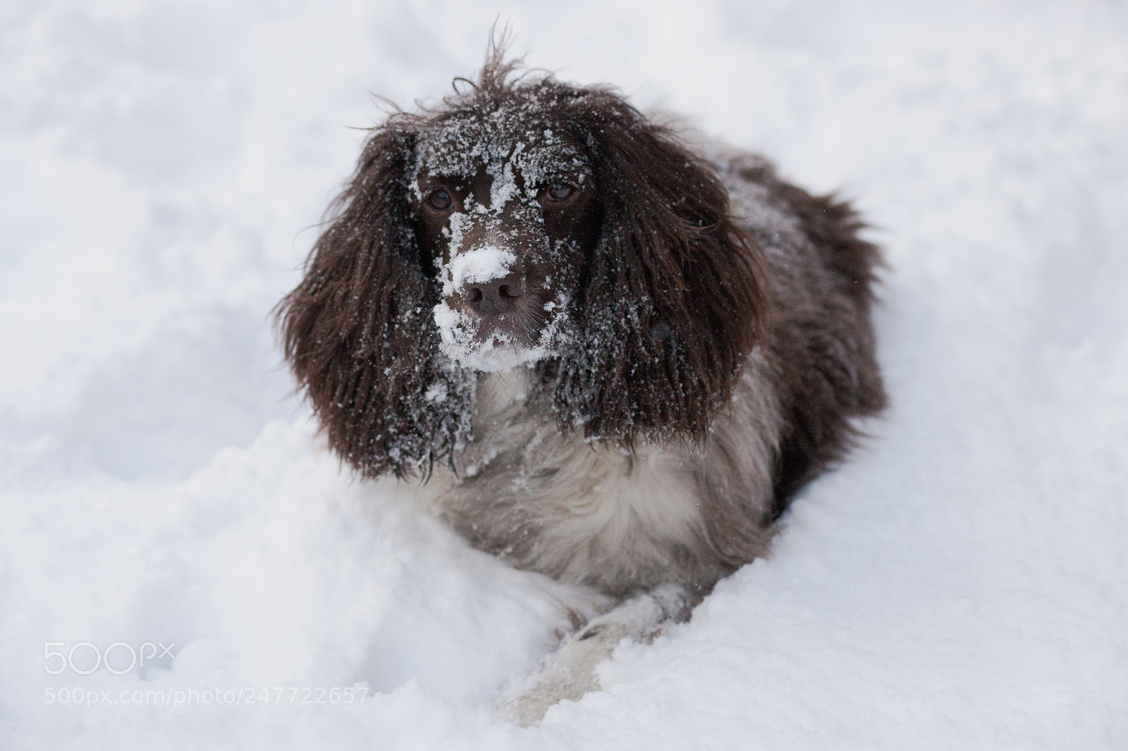 Canon EOS-1Ds Mark III sample photo. Milo snow photography
