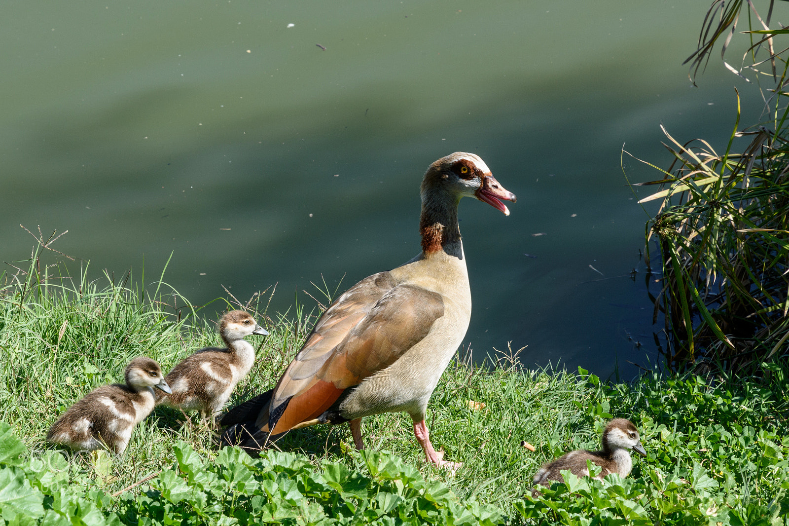 Nikon D7200 sample photo. A family of ducks photography