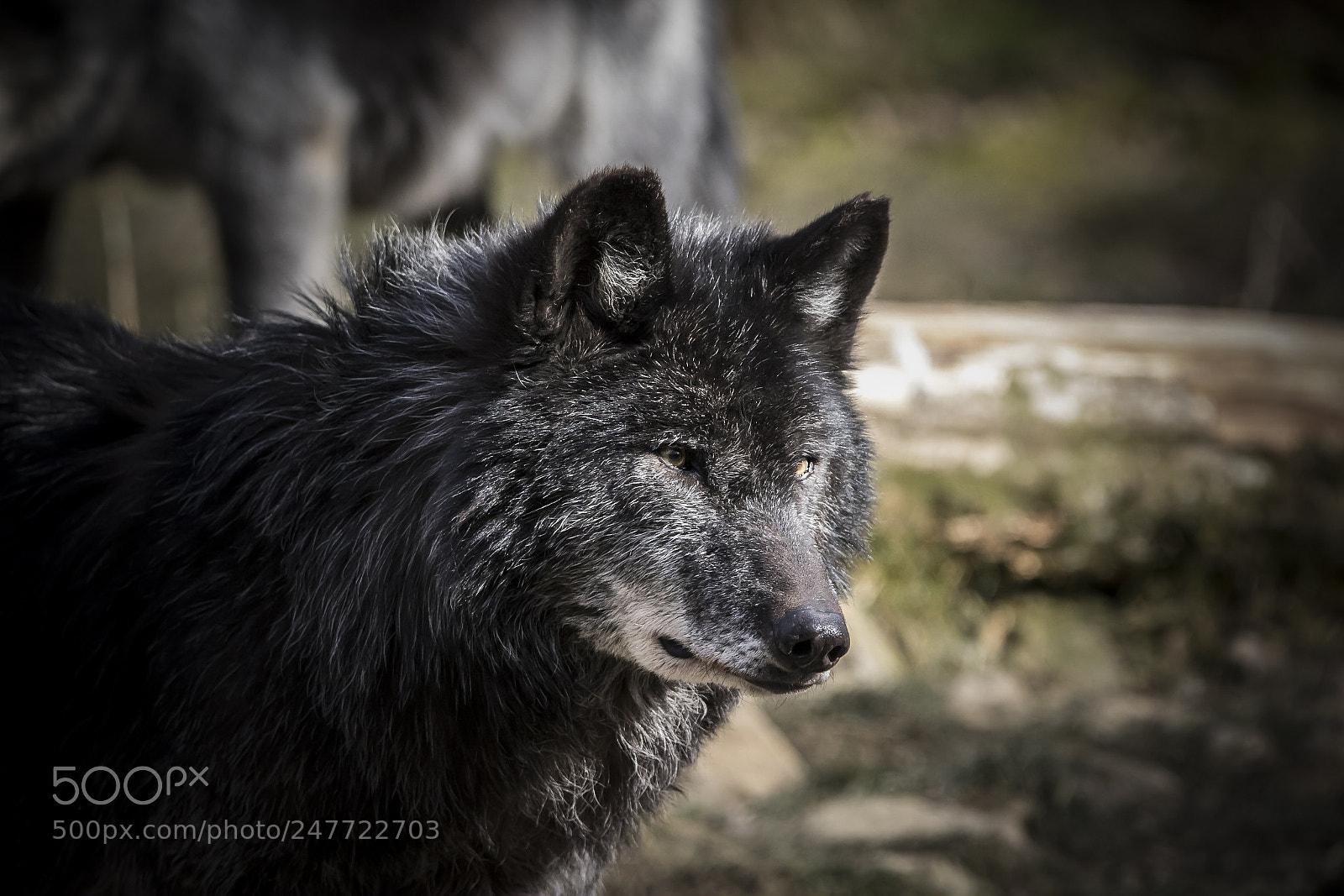 Canon EOS 7D Mark II sample photo. Le loup noir photography