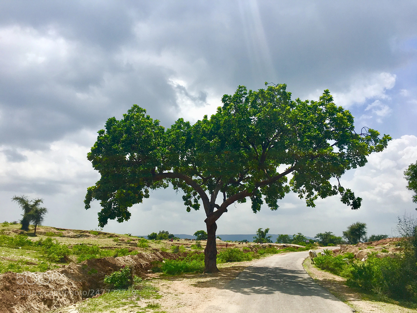 Apple iPhone 6s sample photo. Speaking tree photography