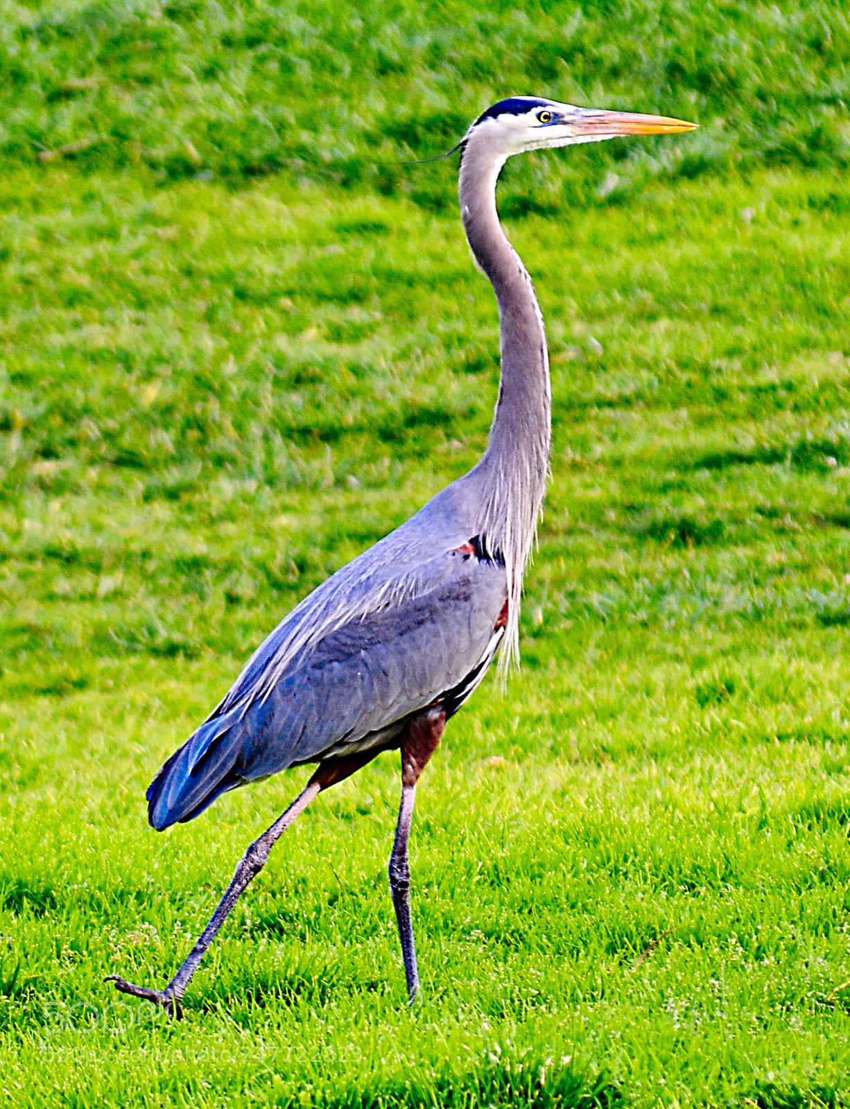 Nikon D7200 sample photo. Blue heron walking in photography
