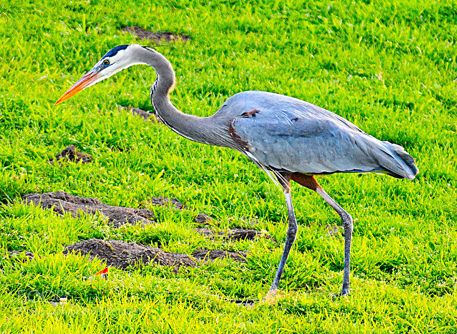 Nikon D7200 sample photo. Blue heron walking in photography