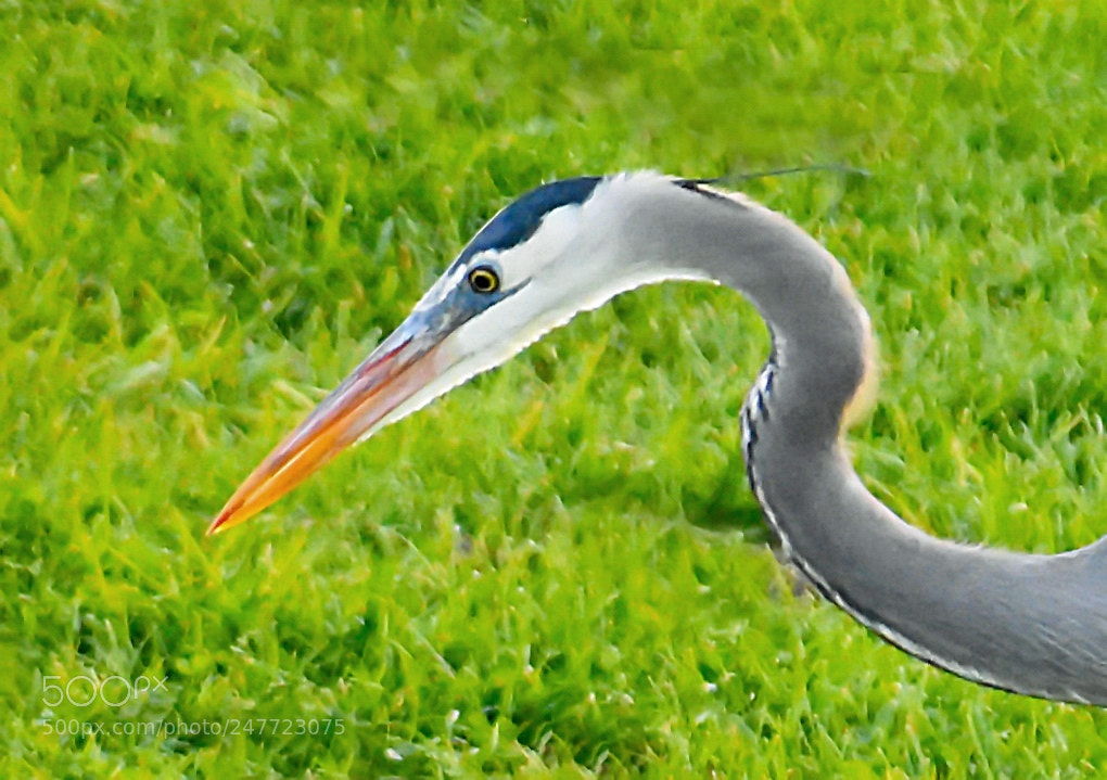 Nikon D7200 sample photo. A blue heron portrait photography