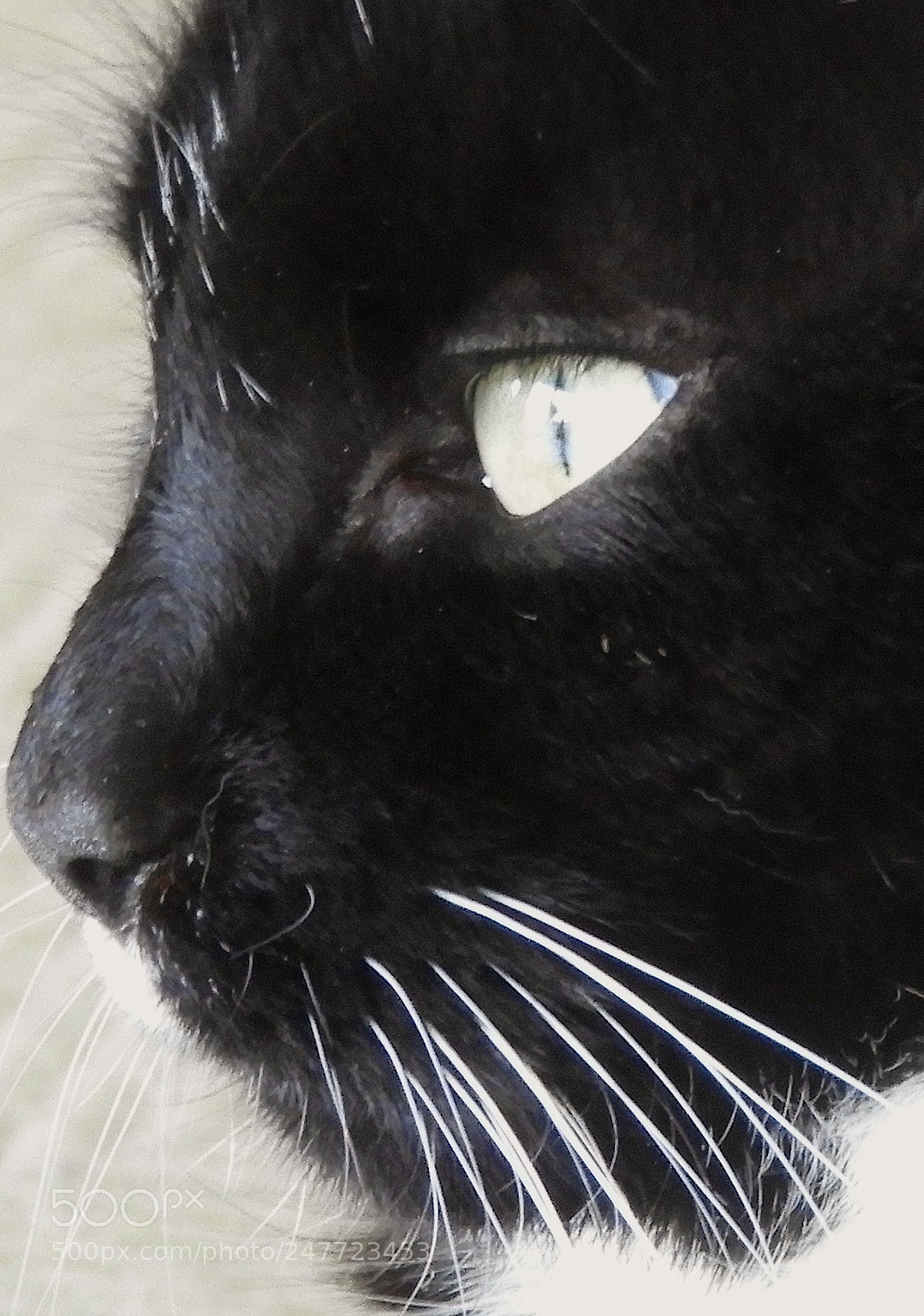Nikon Coolpix B700 sample photo. Black and white cat photography