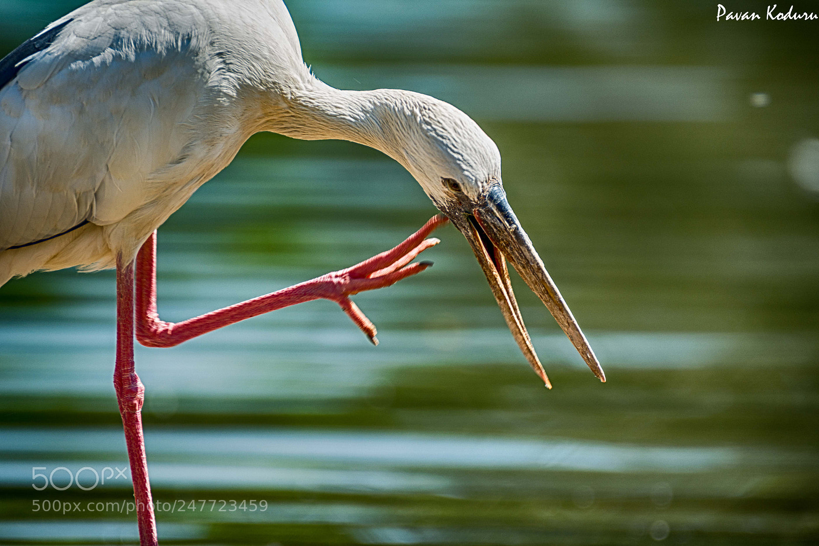 Nikon D5200 sample photo. The beak photography