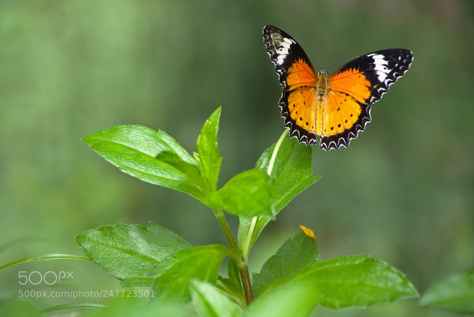 Nikon D7200 sample photo. Butterfly photography