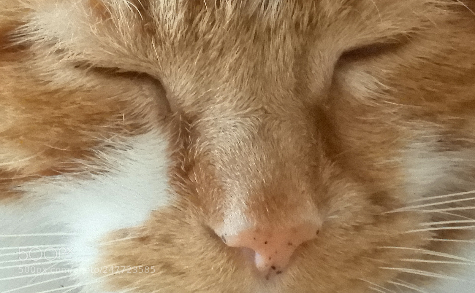 Nikon Coolpix B700 sample photo. Ginger cat photography