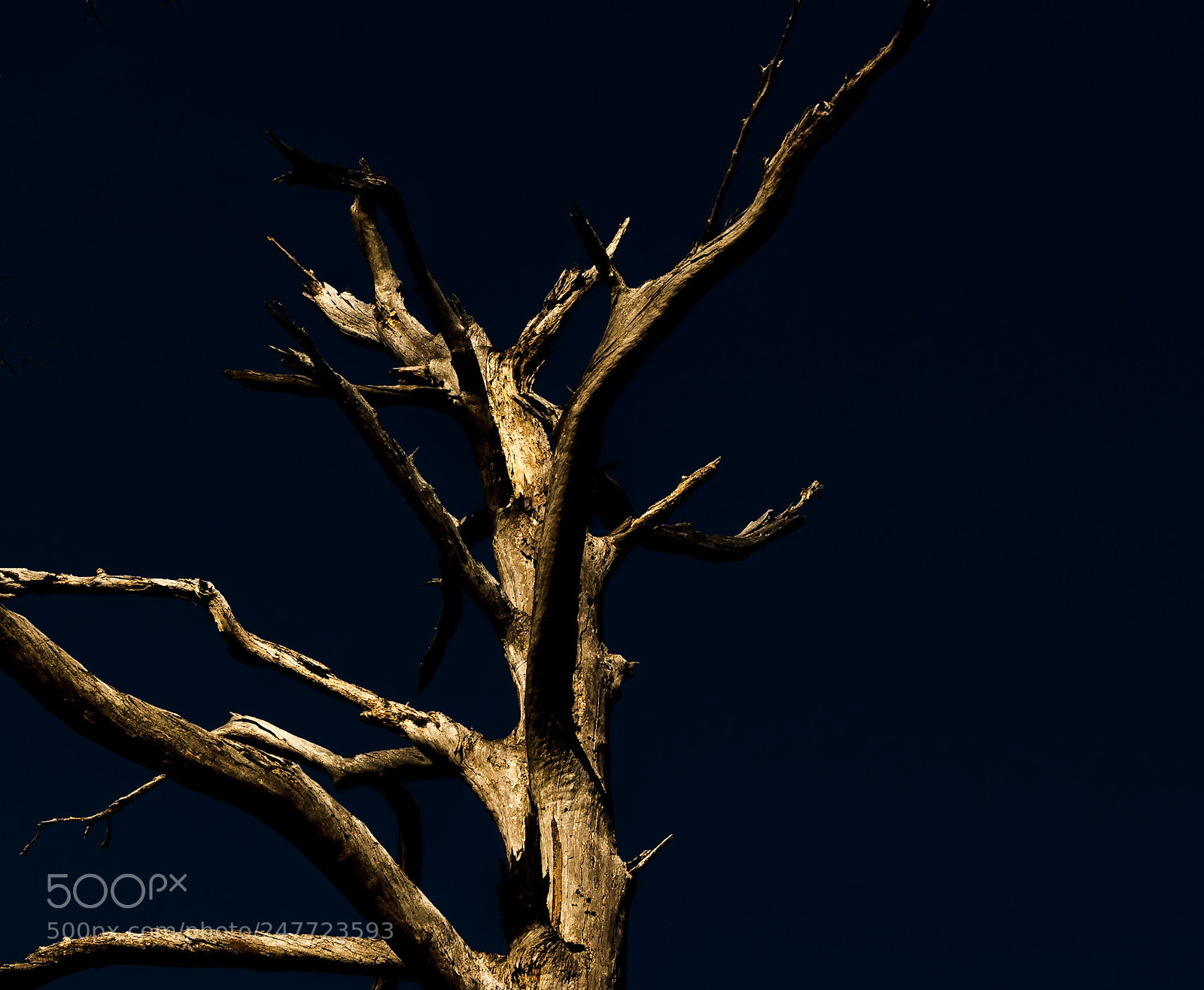 Nikon D5500 sample photo. Death of a forest photography
