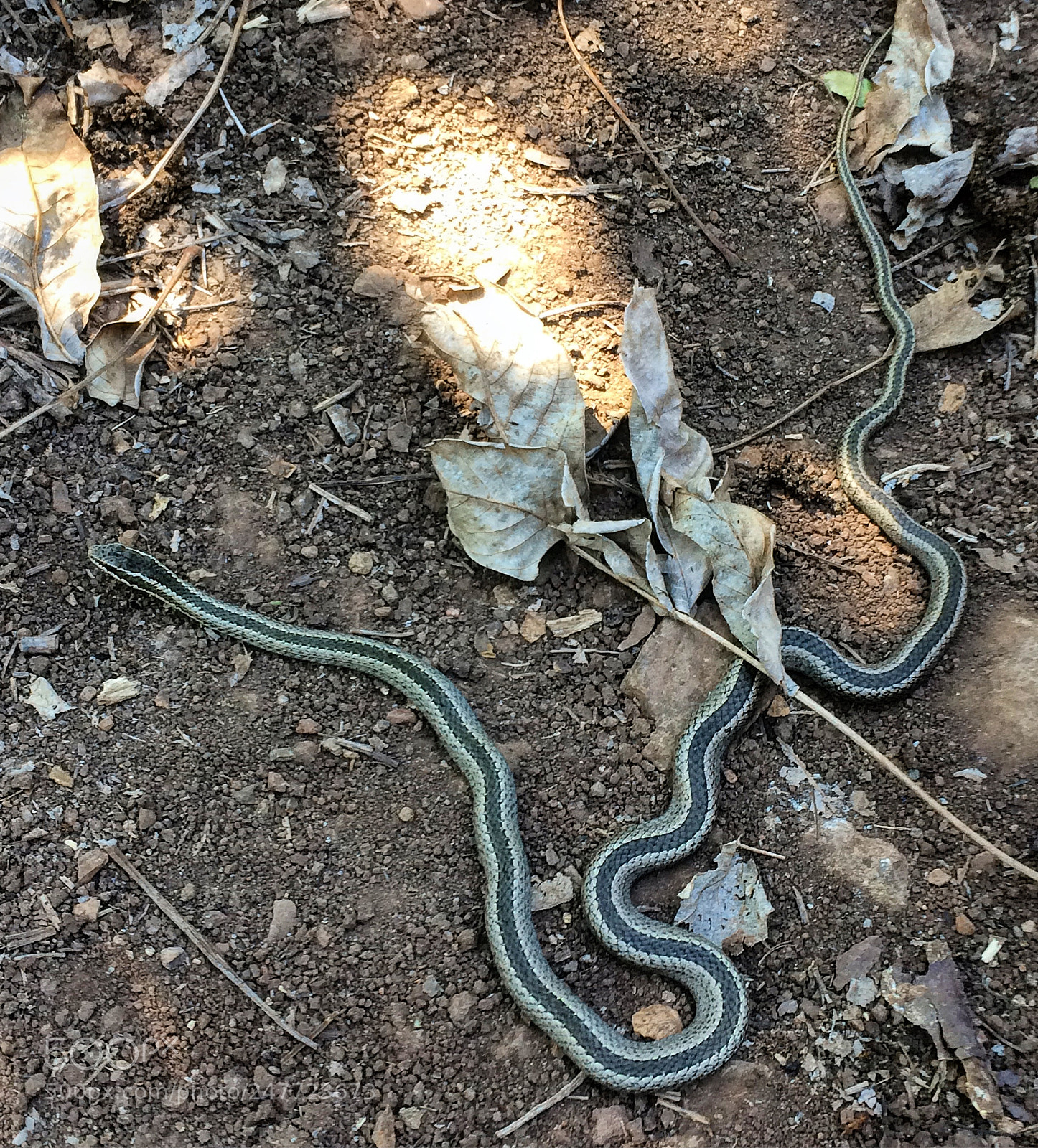 Apple iPhone 5s sample photo. Snake! photography