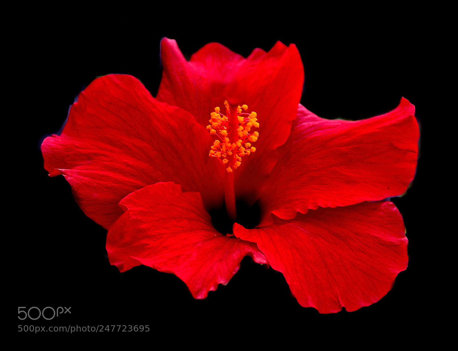 Nikon D7200 sample photo. A red hibiscus in photography