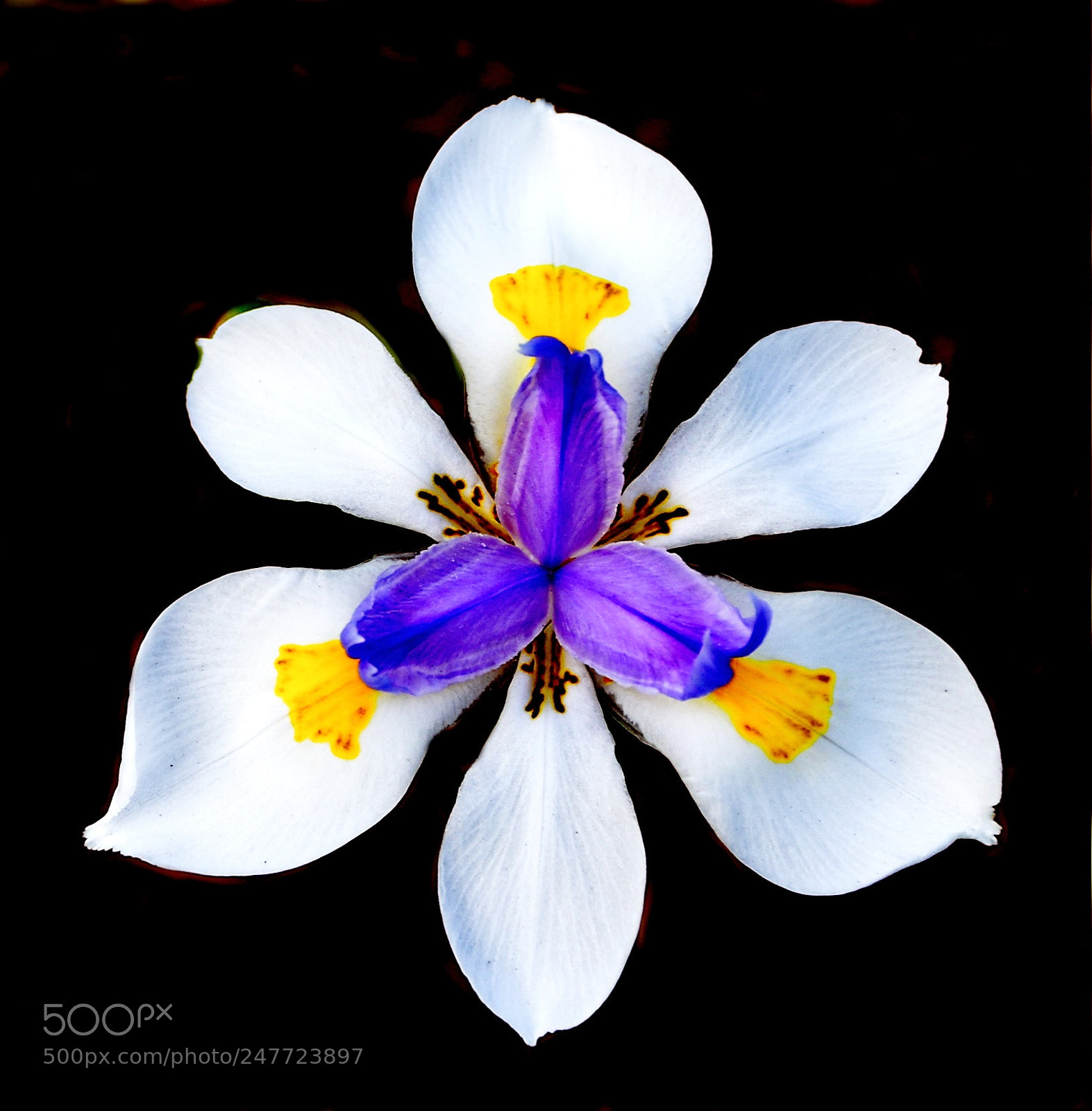 Nikon D7200 sample photo. A white iris flower photography
