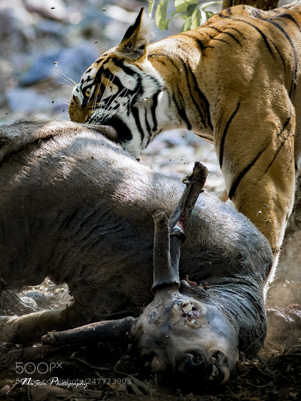 Nikon D5 sample photo. Tigress in action photography