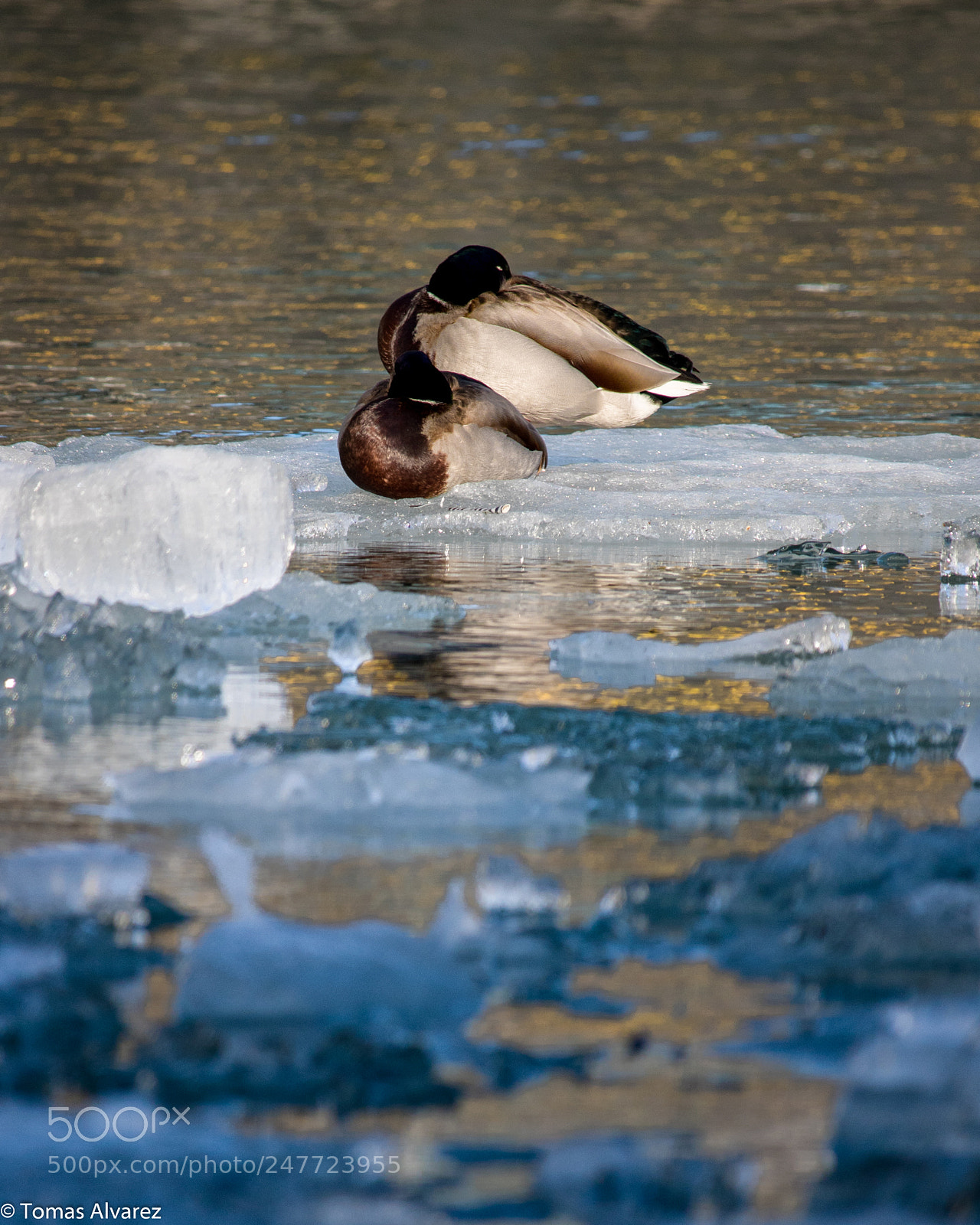Canon EOS 750D (EOS Rebel T6i / EOS Kiss X8i) sample photo. It seems that winter photography