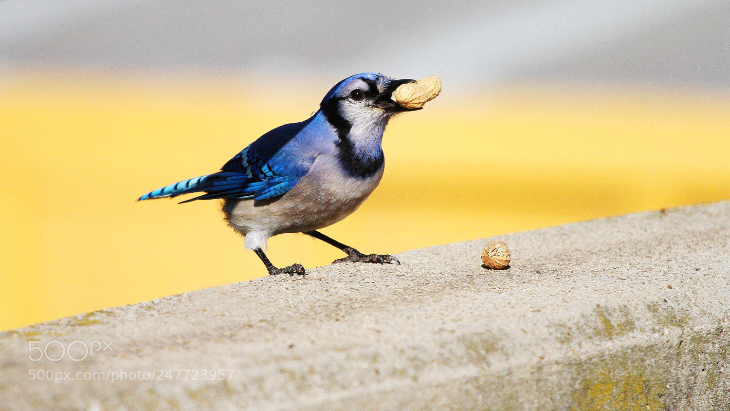 Canon EOS 7D sample photo. A blue jay photography