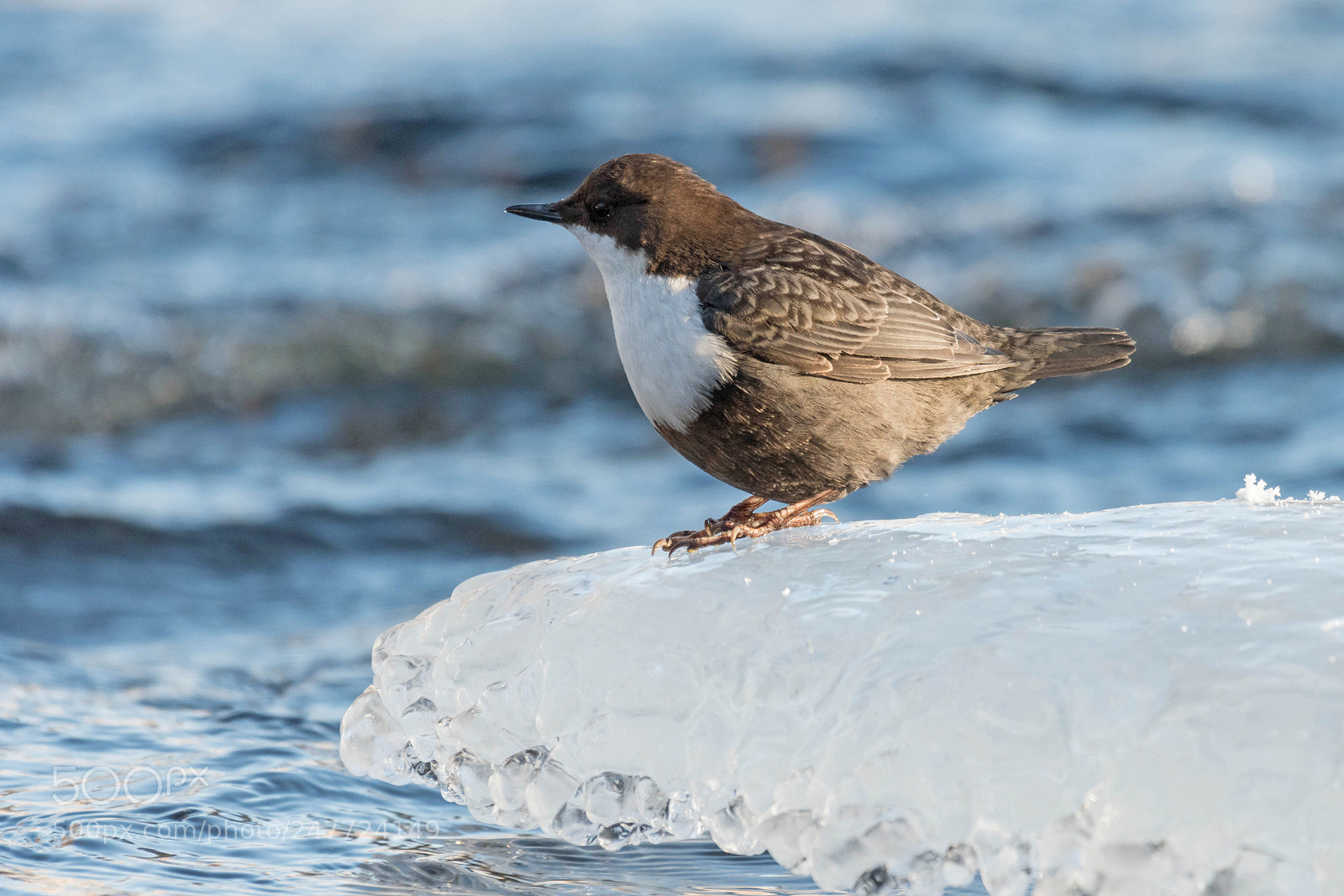 Nikon D500 sample photo. Dipper on ice photography