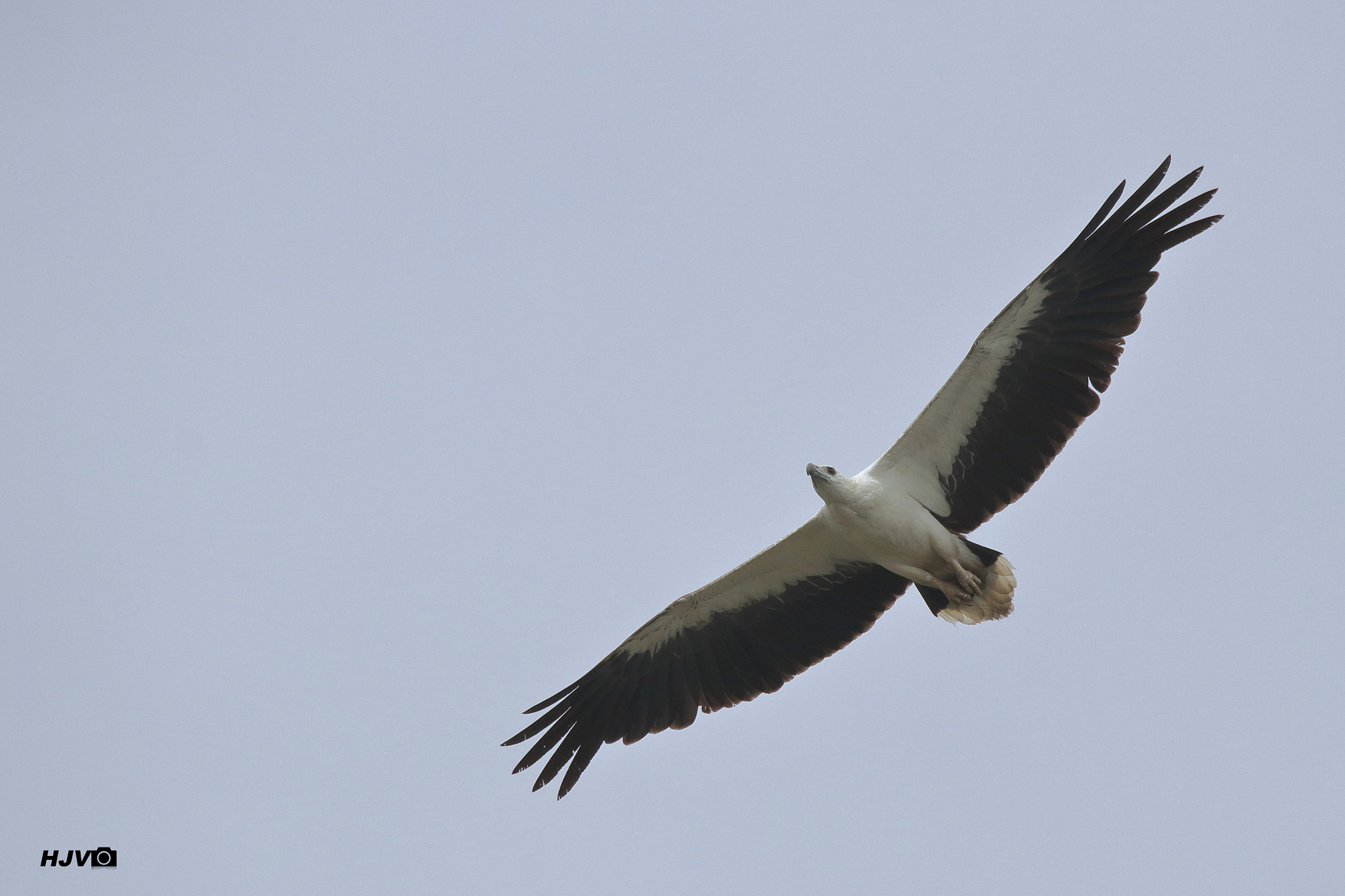 Canon EOS 80D sample photo. White-bellied sea eagle photography