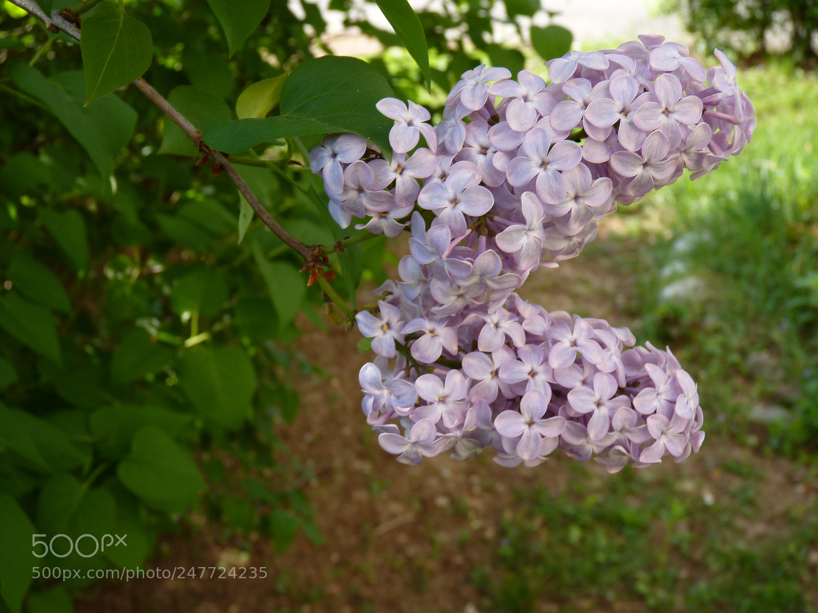 Panasonic Lumix DMC-FZ35 (Lumix DMC-FZ38) sample photo. Syringa vulgaris photography