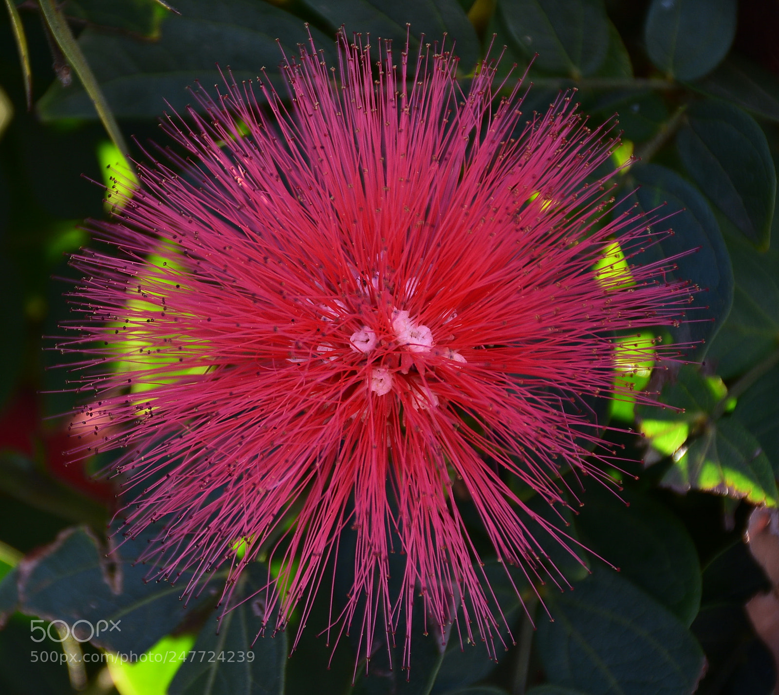 Nikon D7200 sample photo. A red flower in photography