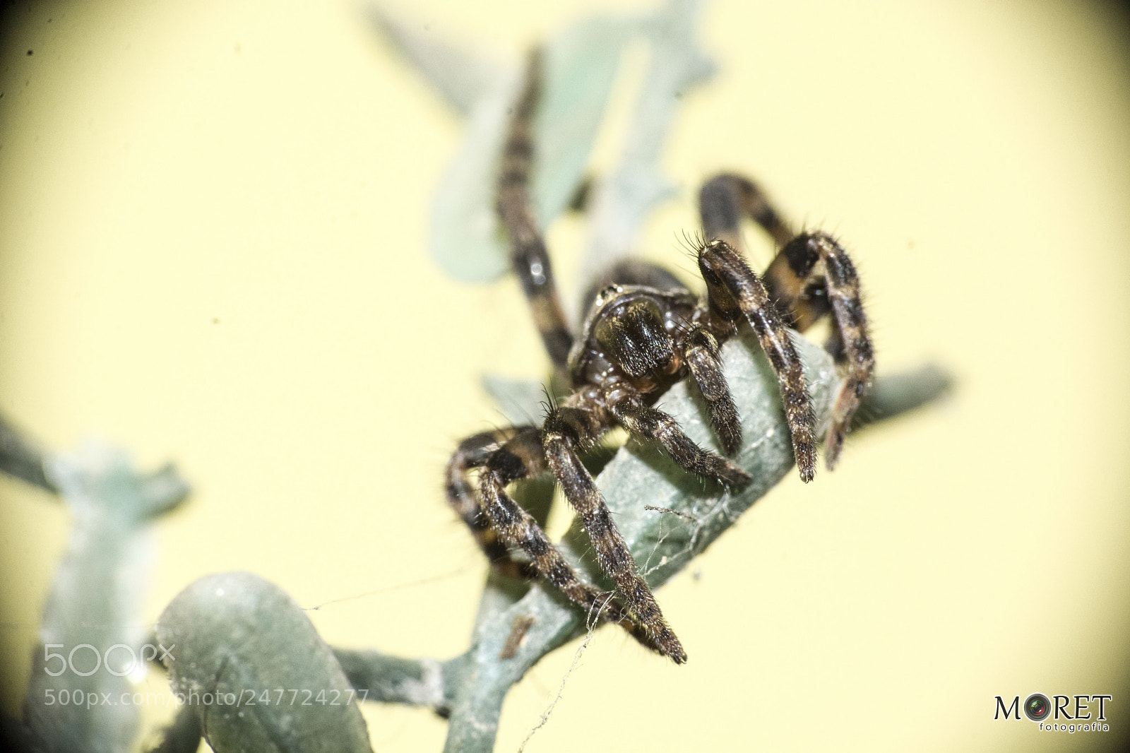 Nikon D7100 sample photo. Macro - aranha photography