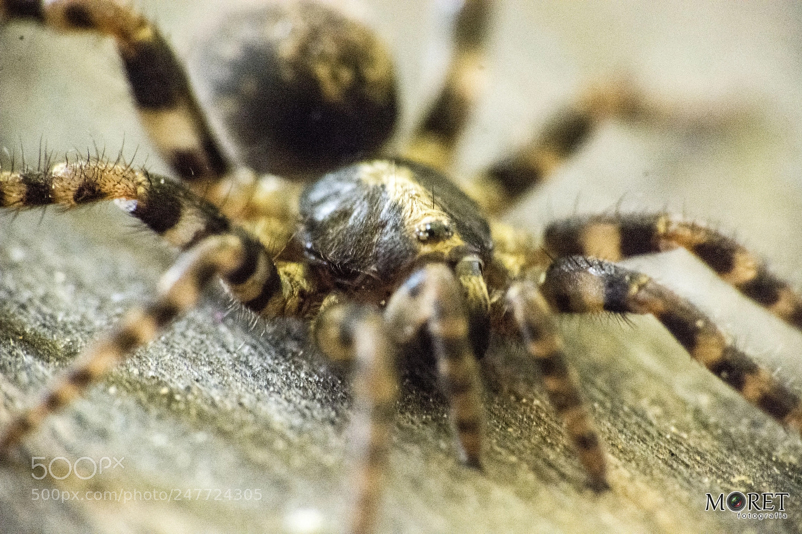 Nikon D7100 sample photo. Macro - aranha photography
