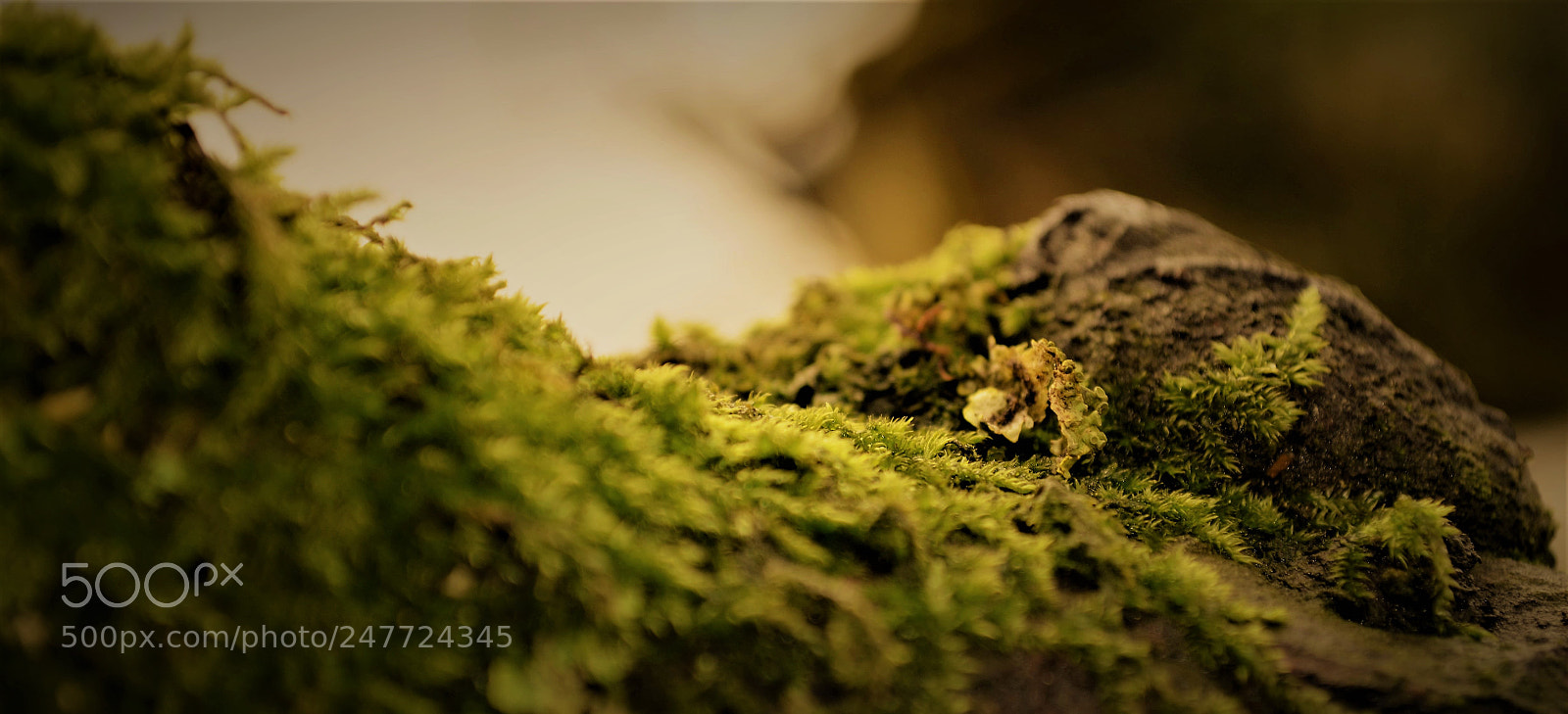 Nikon D5100 sample photo. Something green photography
