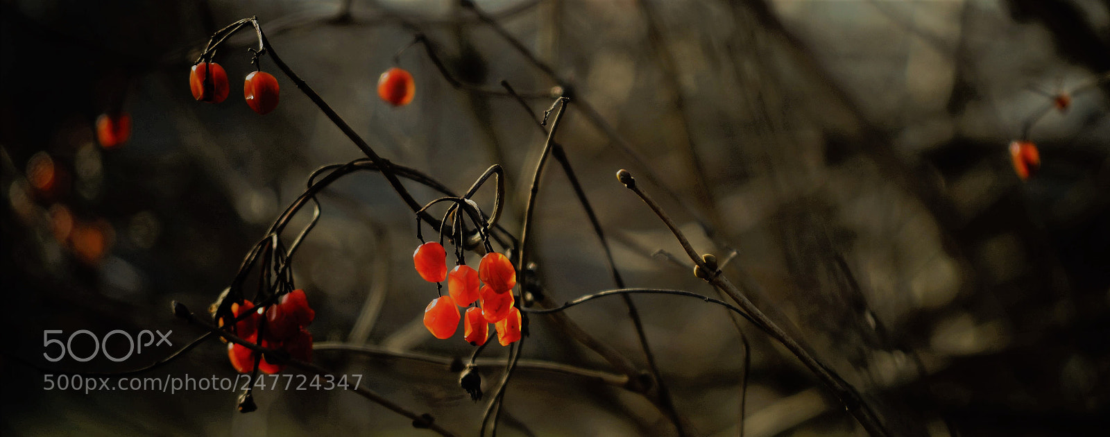 Nikon D5100 sample photo. Something red photography