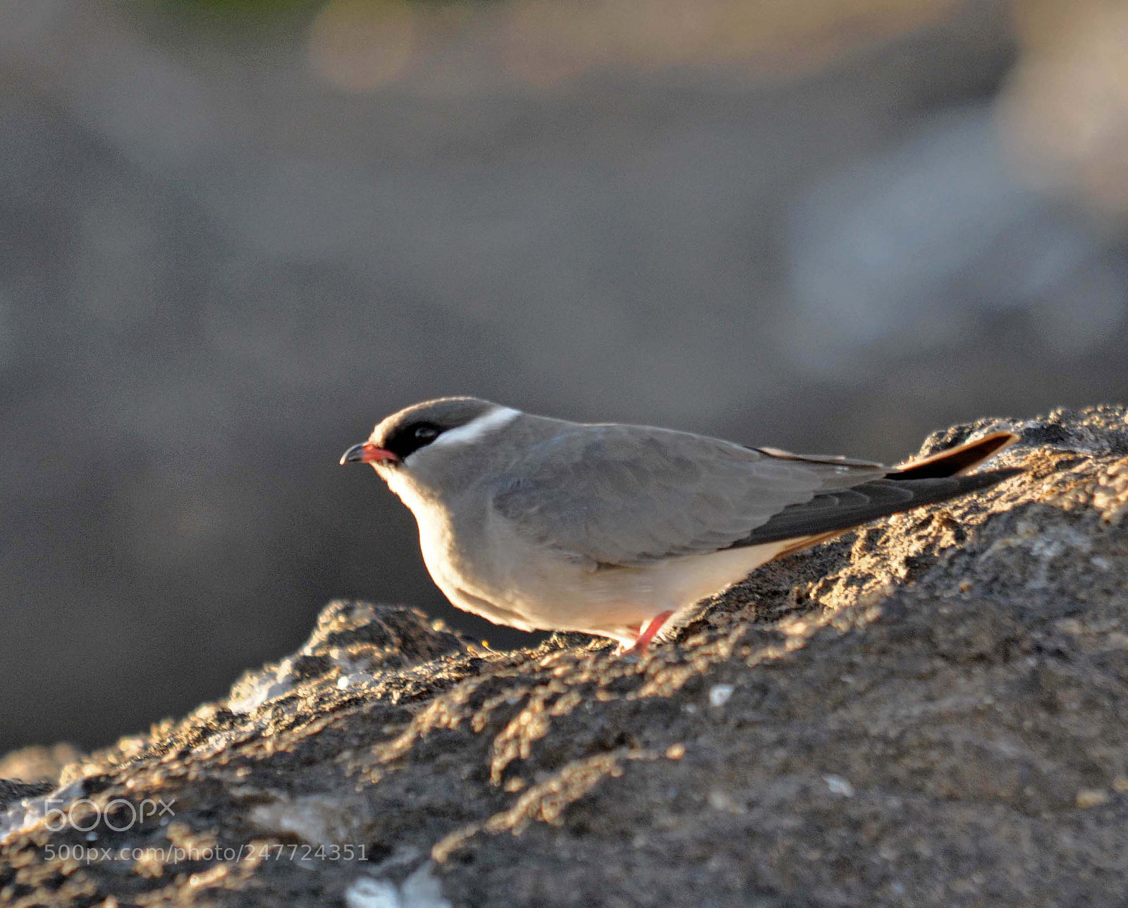 Nikon D90 sample photo. Rock pranticole.. photography