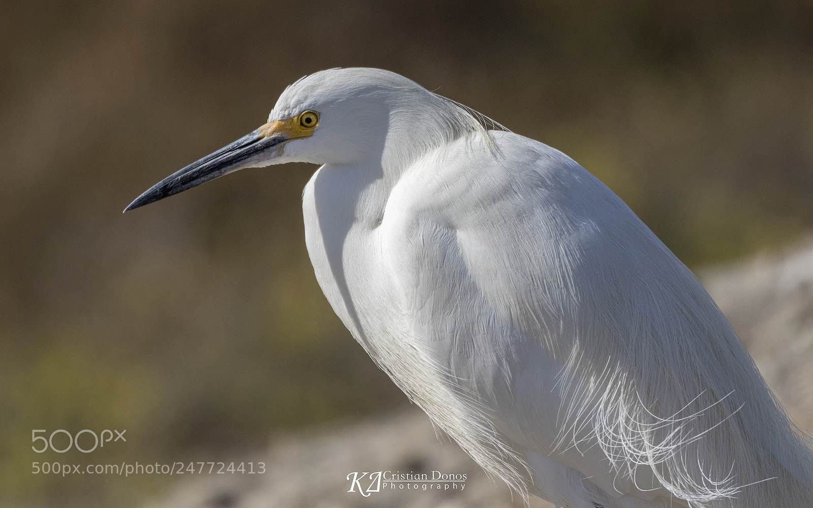 Canon EOS 7D Mark II sample photo. White egret photography