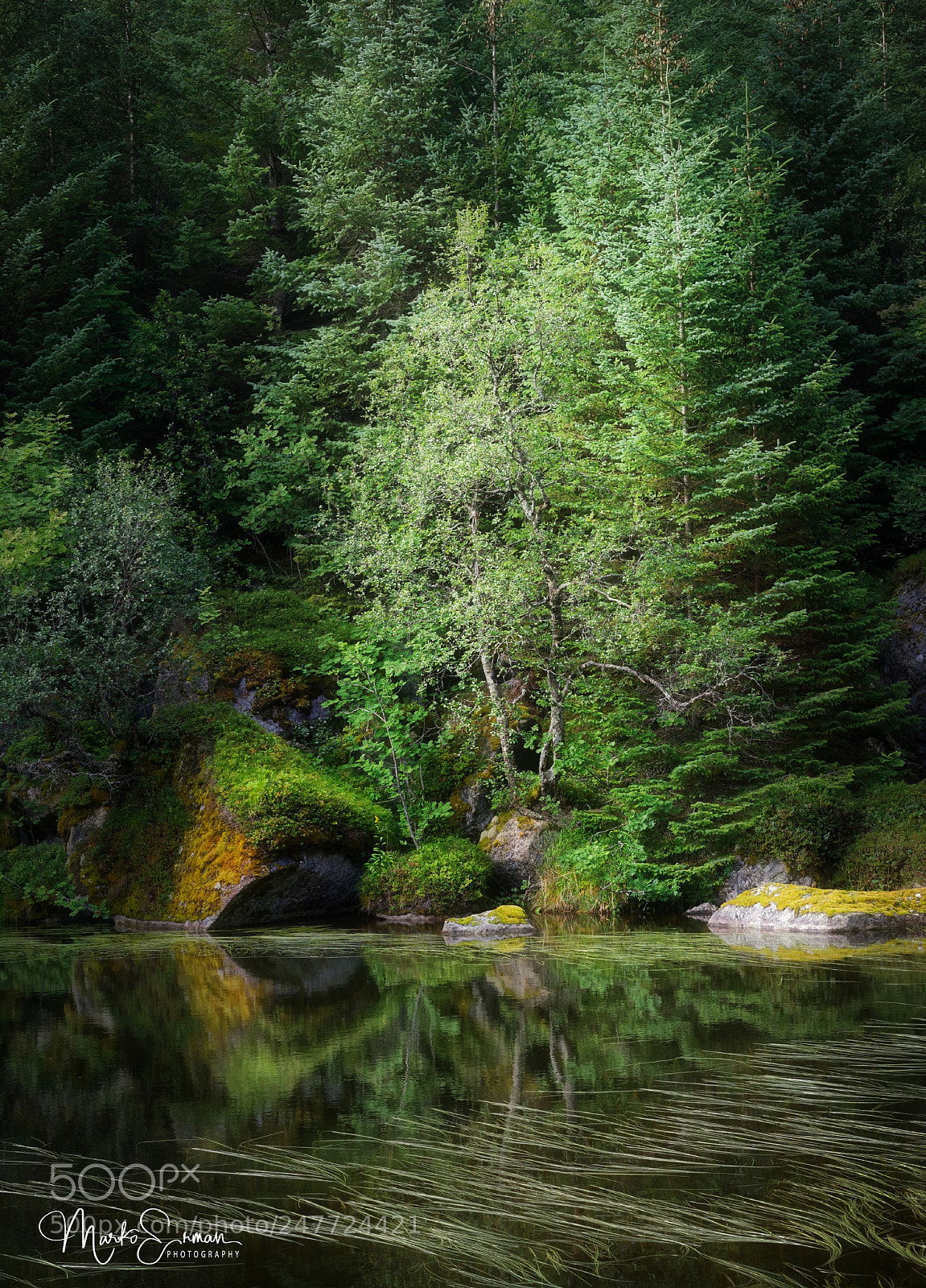 Sony a7 sample photo. Green symphony photography